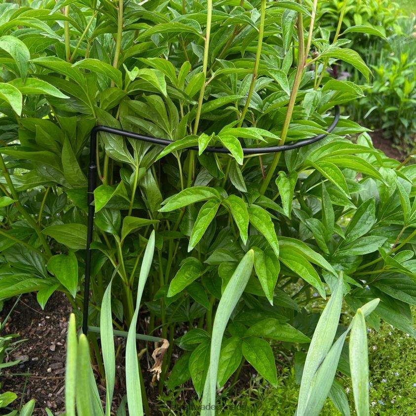 Garrett Wade Half-Circle Steel Garden Support 8628N2157 Garden