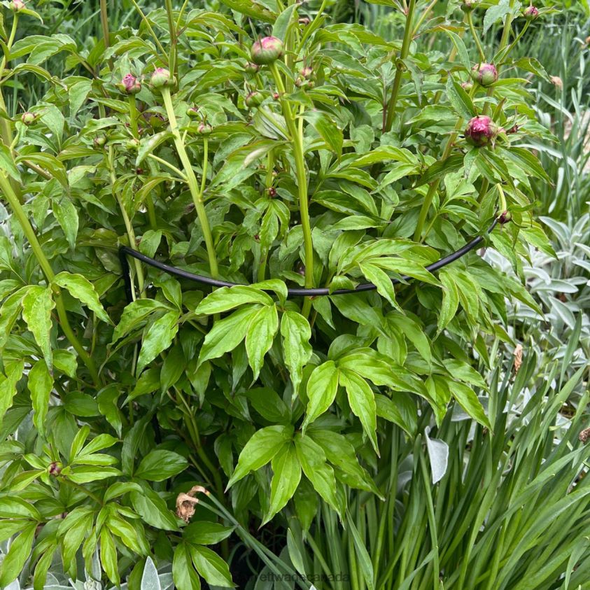 Garrett Wade Half-Circle Steel Garden Support 8628N2157 Garden