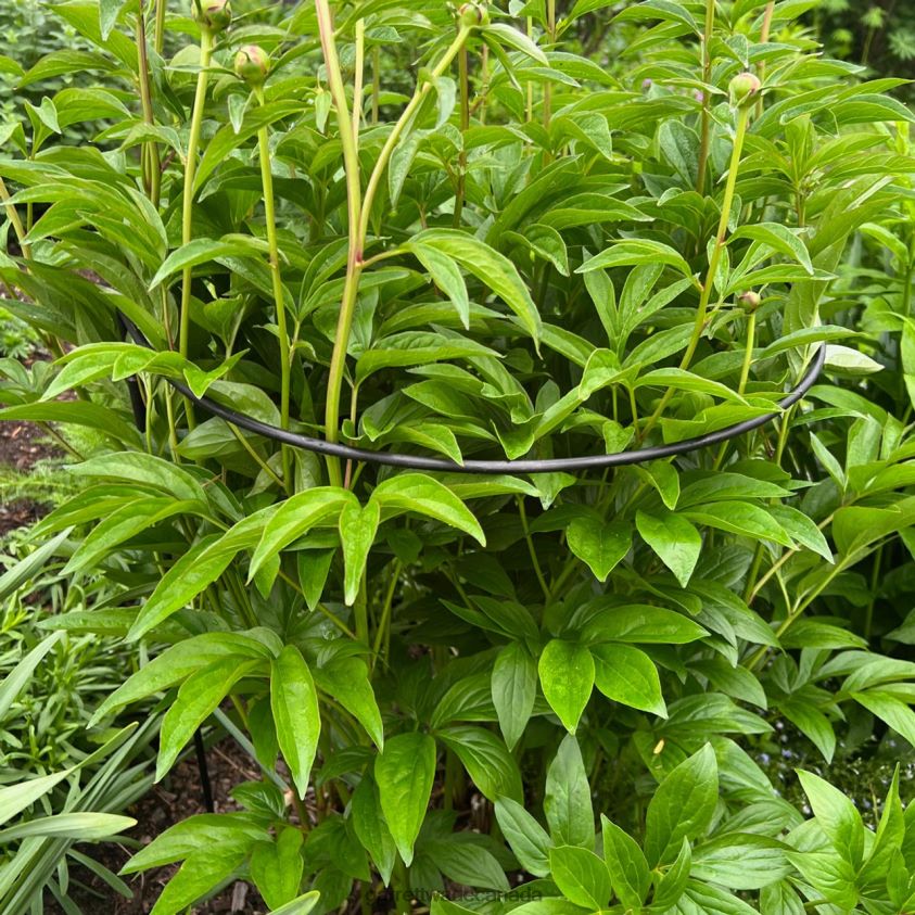 Garrett Wade Half-Circle Steel Garden Support 8628N2157 Garden