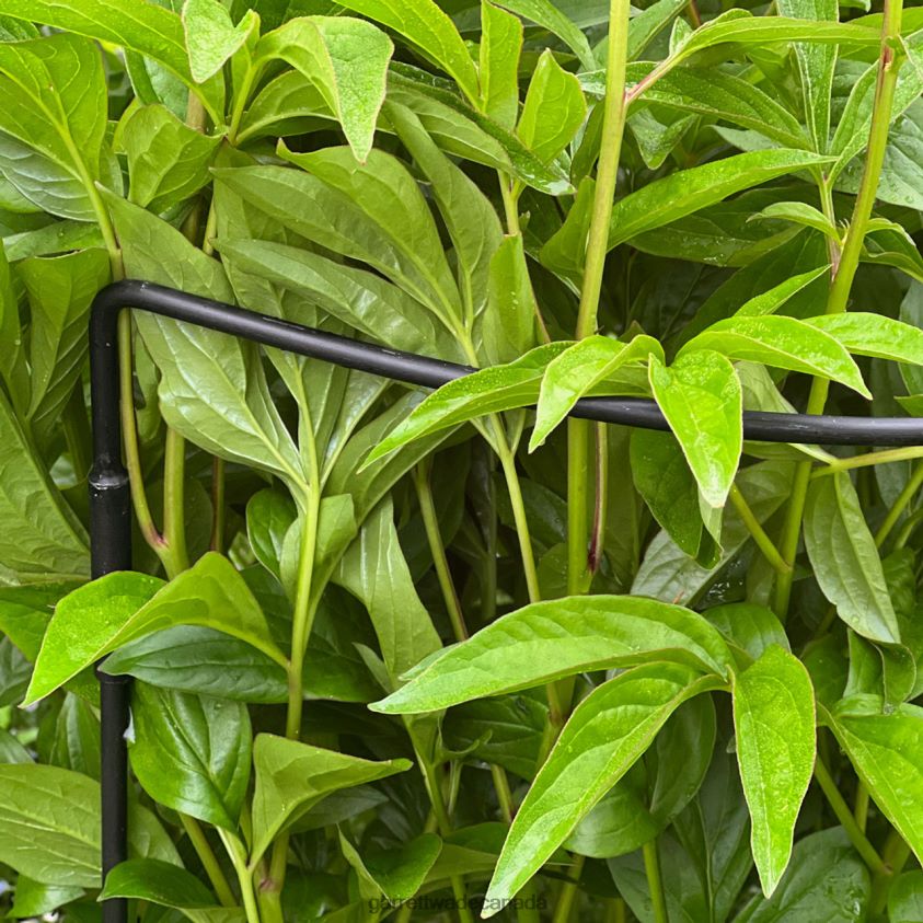 Garrett Wade Half-Circle Steel Garden Support 8628N2157 Garden