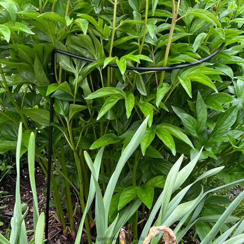 Garrett Wade Half-Circle Steel Garden Support 8628N2157 Garden