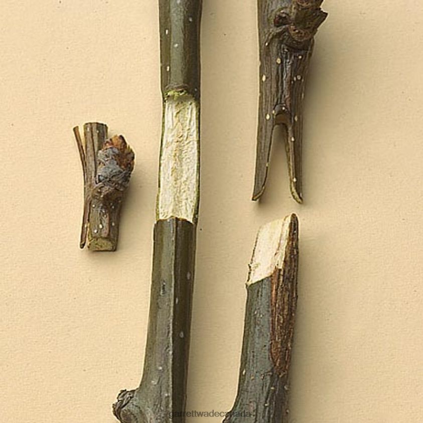 Garrett Wade Professional Grafting Tools 8628N2150 Garden