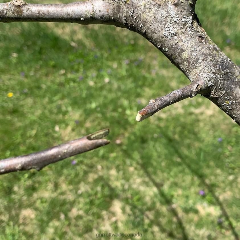 Garrett Wade Grafting and Pruning Tool 8628N269 Garden