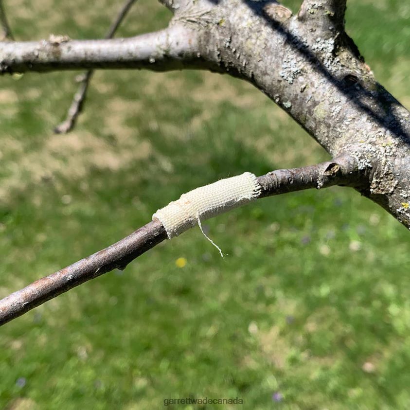 Garrett Wade Grafting and Pruning Tool 8628N269 Garden