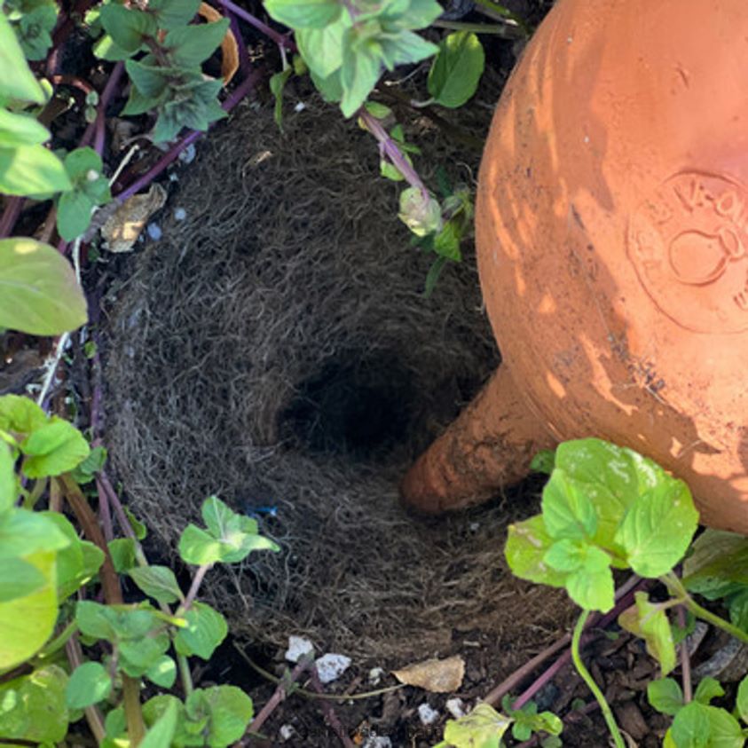 Garrett Wade Medium Teardrop-Shaped Terracotta Container Plant Hydrator 8628N2233 Garden