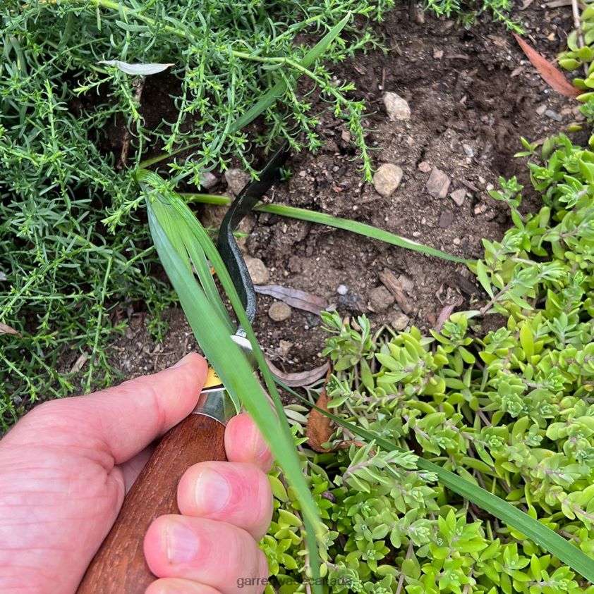 Garrett Wade Red Pig Hazeltine Weeder 8628N2260 Garden